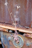 N/A