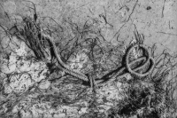 N/A